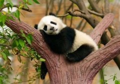 中金证卷通达信_安信证券同花顺手机炒股软件