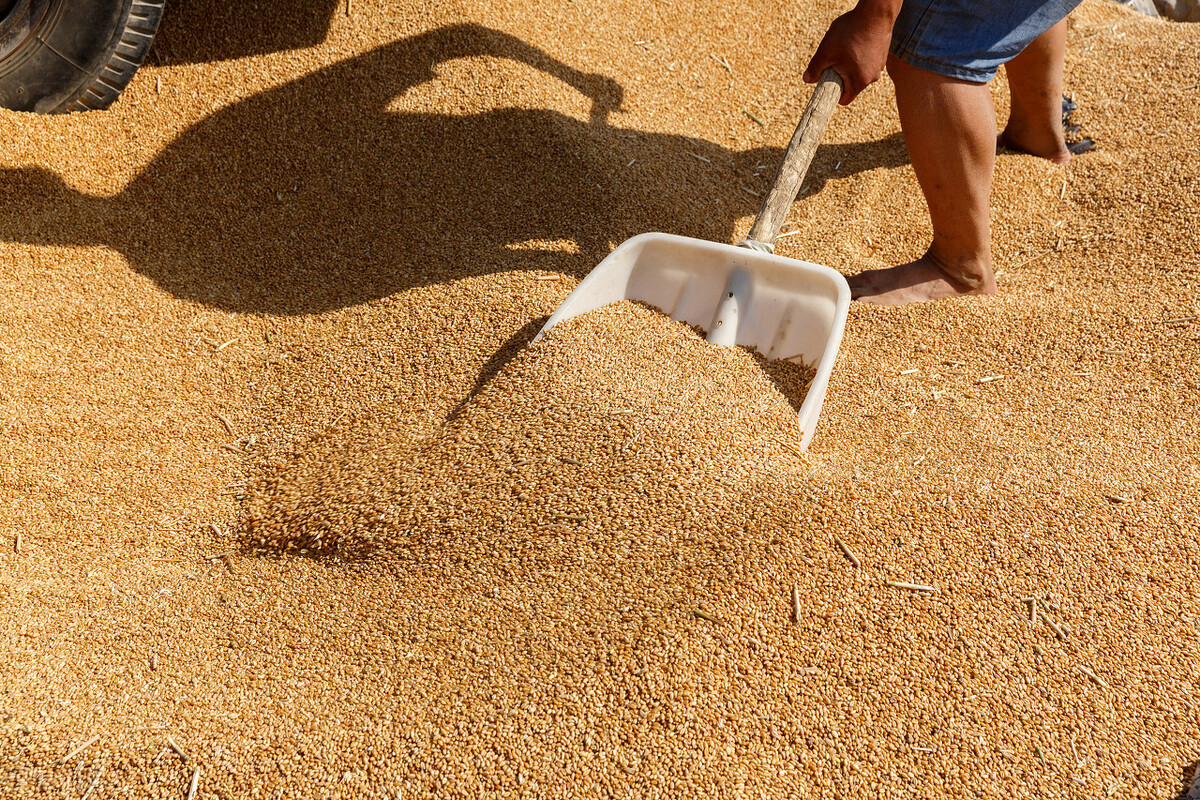 中国玉米网价格行情发布_小麦临储拍卖行情_粮价持续上涨