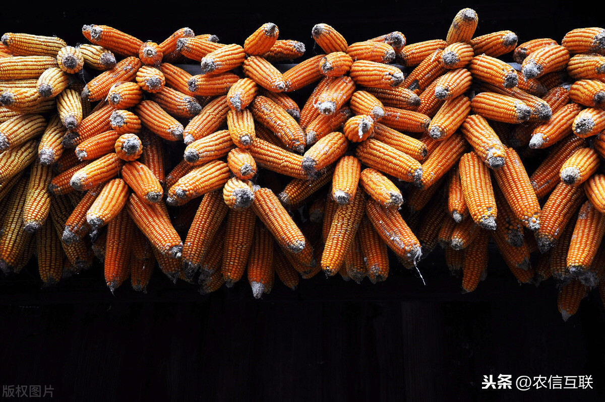 今年玉米价格走势_中国玉米网价格行情发布_农业农村部玉米市场分析