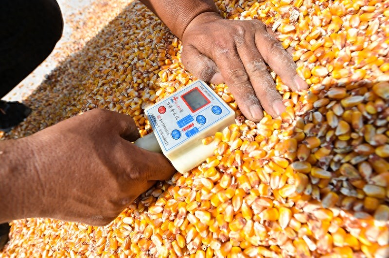 中国玉米网价格行情发布_玉米市场供需分析_东北玉米丰收价格下跌