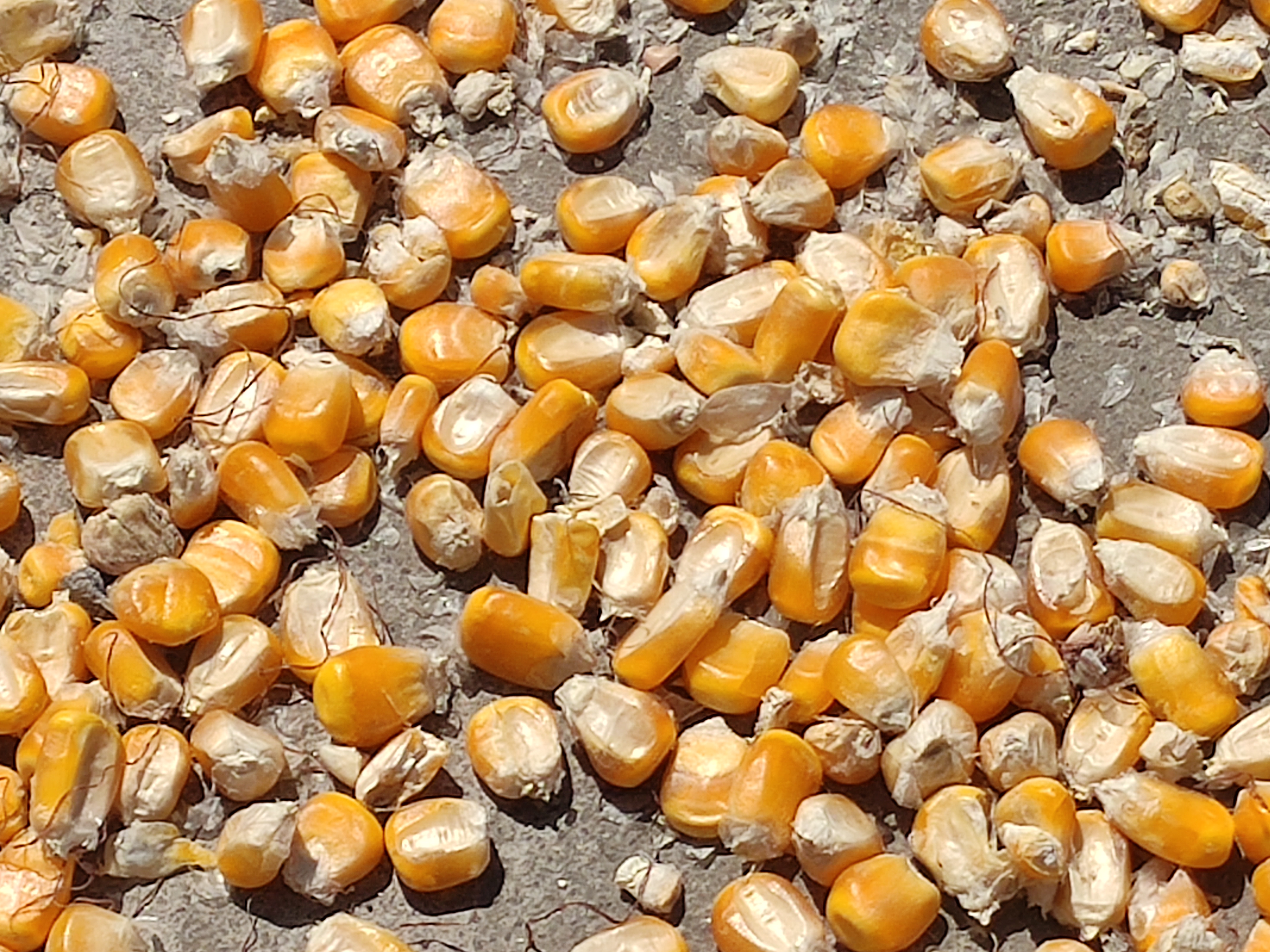 中国玉米网价格行情发布_山东玉米价格下跌_华北玉米深加工企业降价