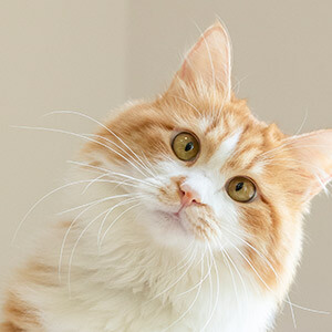 一人有限责任公司增加股东_自然人独资公司转型一般有限责任公司_股权转让后变为一人有限公司