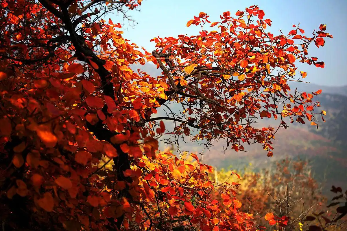 余罪与林宇婧情感纠葛_余罪女主角林宇靖_卧底警探林宇婧