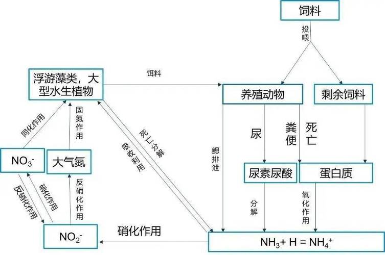 氮素循环途径固氮作用氨化作用硝化作用反硝化作用生物固氮_氮是哪个器官代谢_固氮微生物氨化细菌亚硝化细菌硝化细菌反硝化细菌