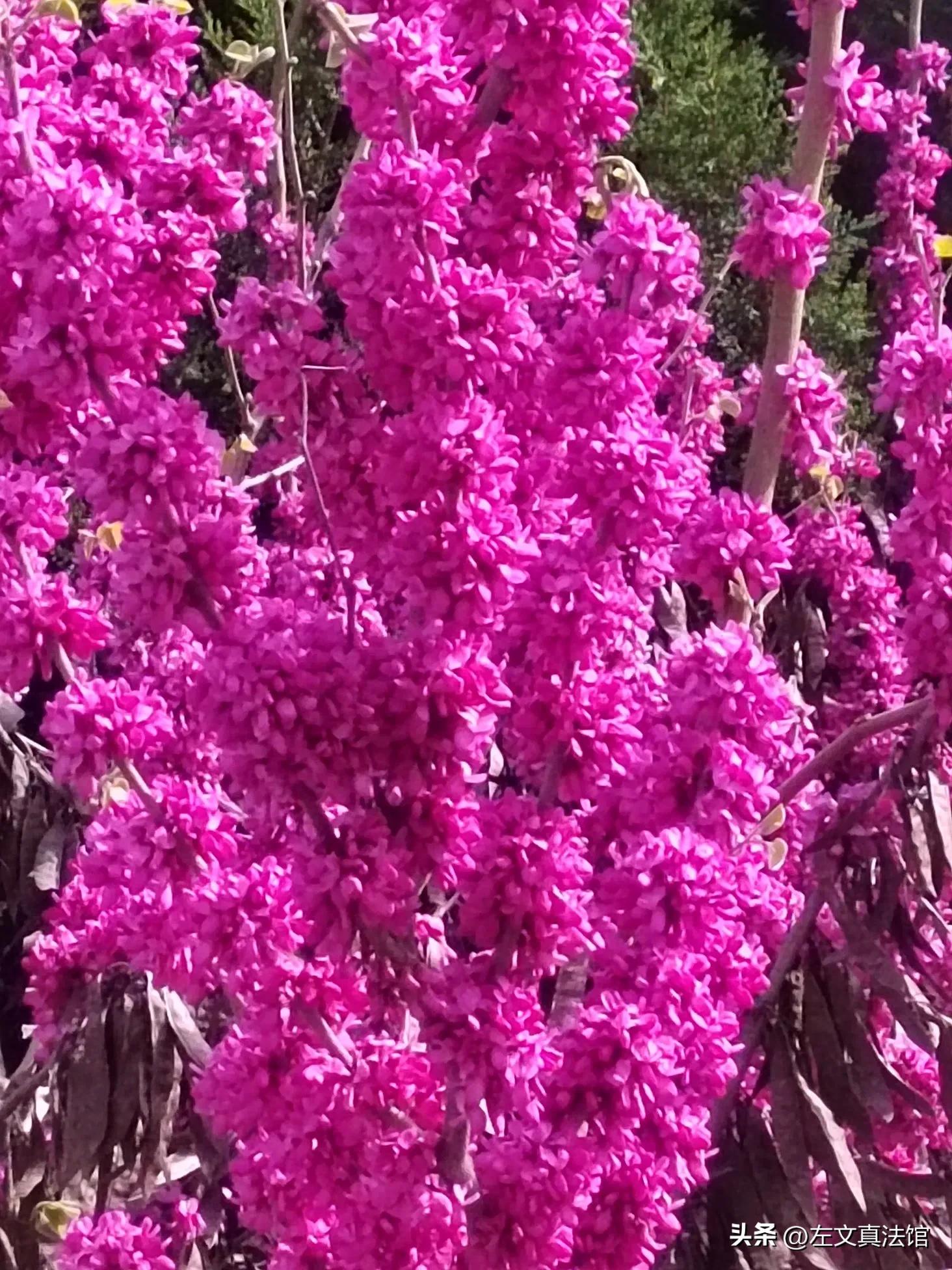 股东劳动报酬获取条件_股东劳动关系认定_股东可以有工资吗